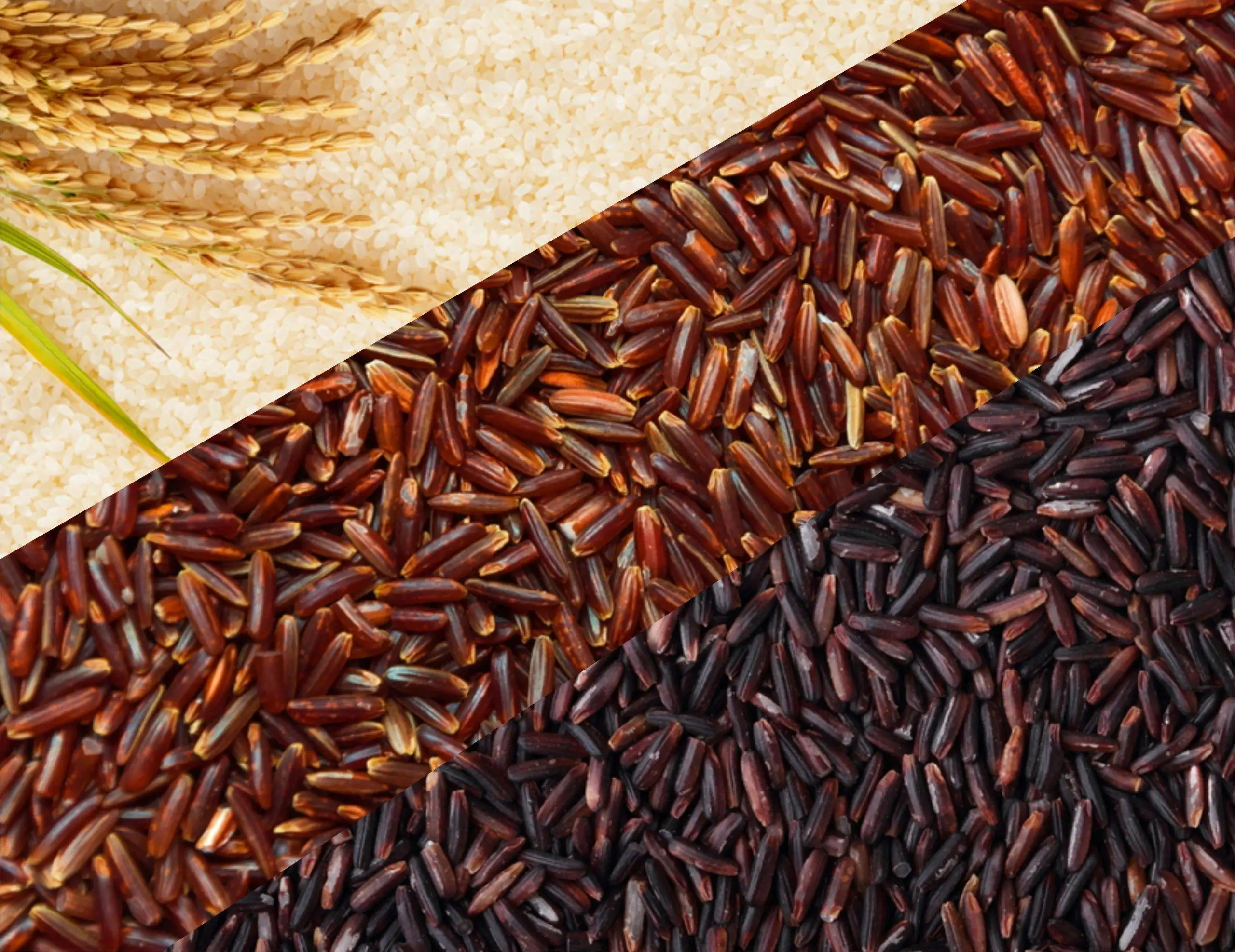 Speciality Rice